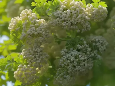 Crataegus Marshallii (Parsley Hawthorn)