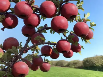 Crataegus Mollis (Downy Hawthorn)