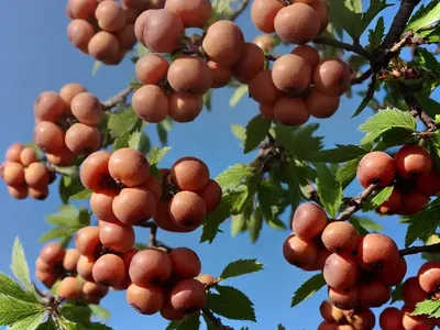 Crataegus Monogyna (Common Hawthorn)