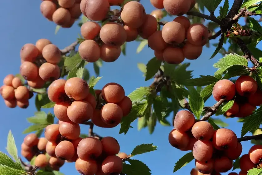 Crataegus monogyna (common hawthorn)