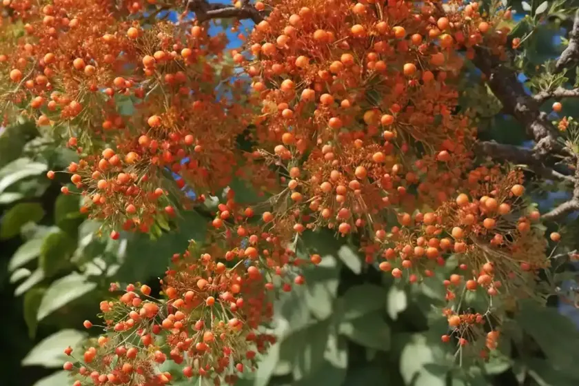 Crataegus pinnatifida (chinese hawthorn) — photo 3
