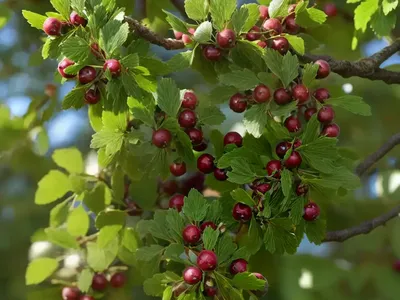 Crataegus Viridis ‘Winter King’ (Green Hawthorn)