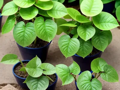 Creeping Charlie (Pilea Nummulariifolia)