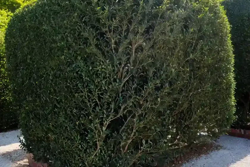 Creeping cotoneaster (cotoneaster adpressus) — photo 2