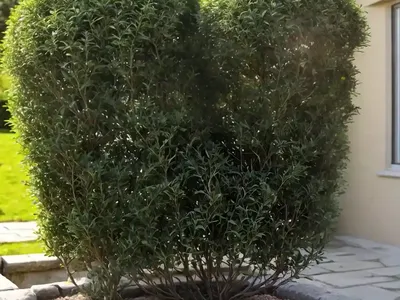 Creeping Cotoneaster (Cotoneaster Adpressus)