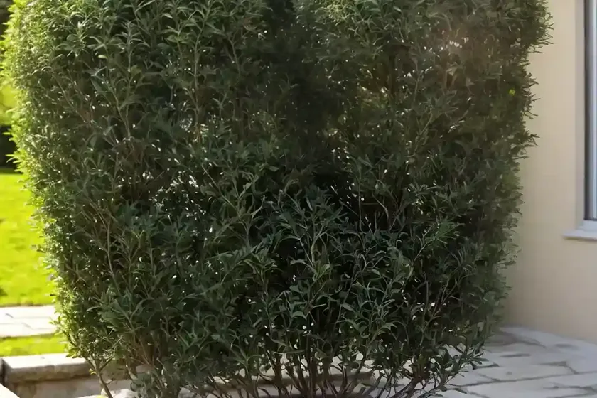 Creeping cotoneaster (cotoneaster adpressus)