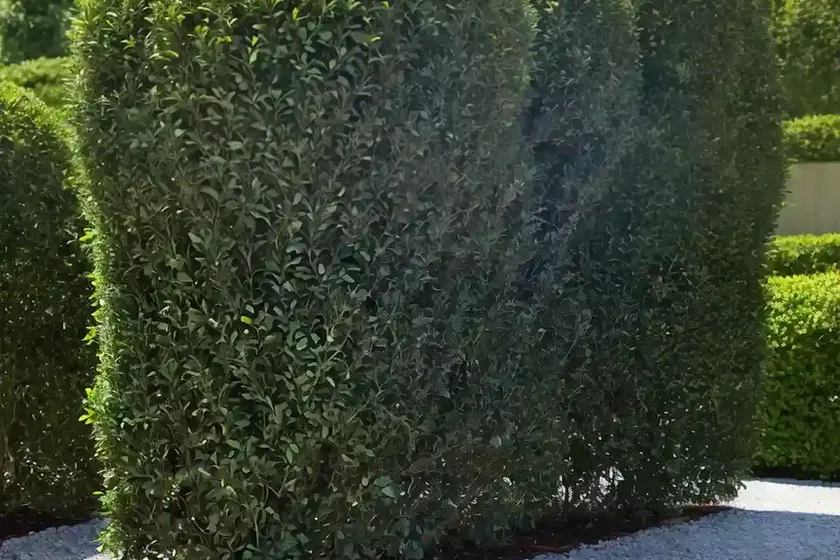 Creeping cotoneaster (cotoneaster adpressus ‘little gem’) — photo 2