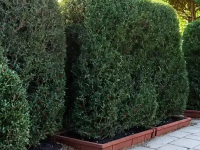 Creeping Cotoneaster (Cotoneaster Adpressus ‘Little Gem’)
