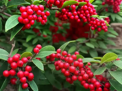 Creeping Cotoneaster (Cotoneaster Nanshan)