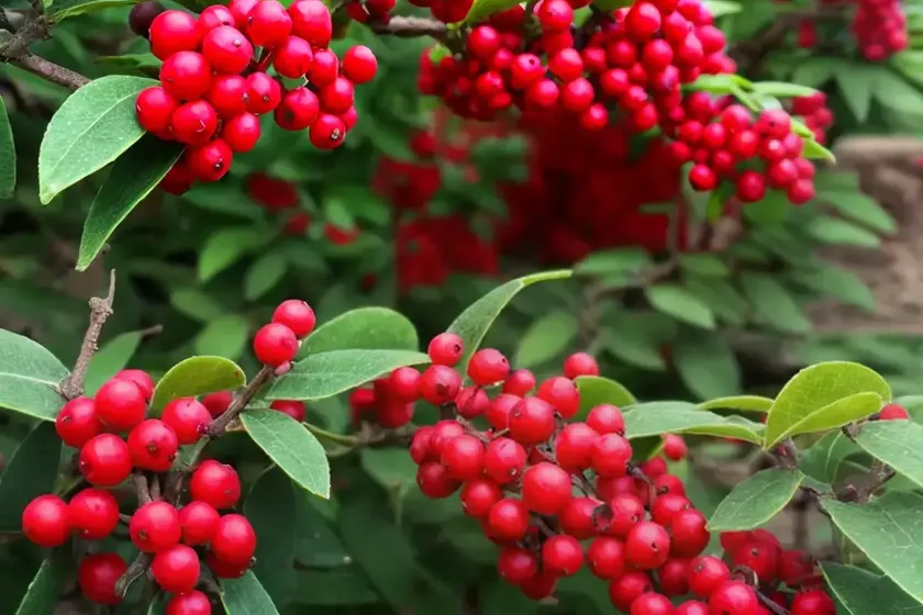 Creeping cotoneaster (cotoneaster nanshan)