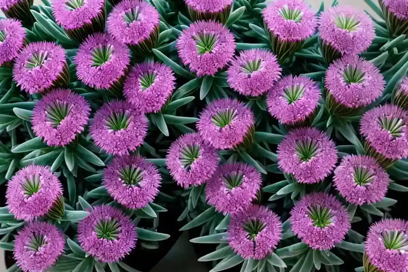 Creeping ice plant (lampranthus multiradiatus) — photo 2