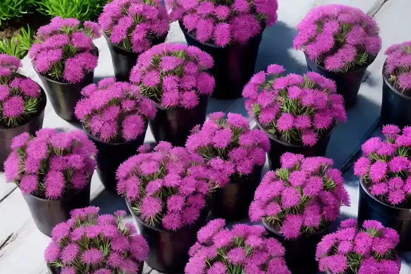 Creeping ice plant (lampranthus multiradiatus) — photo 3