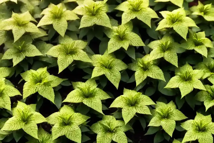 Creeping jenny (lysimachia nummularia ‘goldilocks’) — photo 2