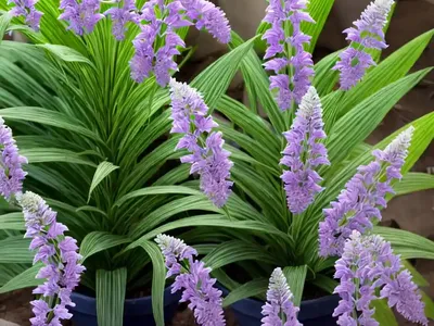 Creeping Liriope (Liriope Spicata)