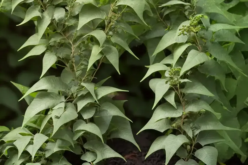 Creeping mahonia (mahonia repens) — photo 3
