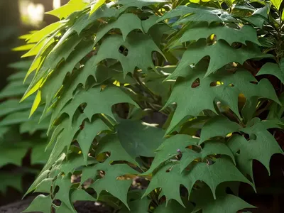 Creeping Mahonia (Mahonia Repens)