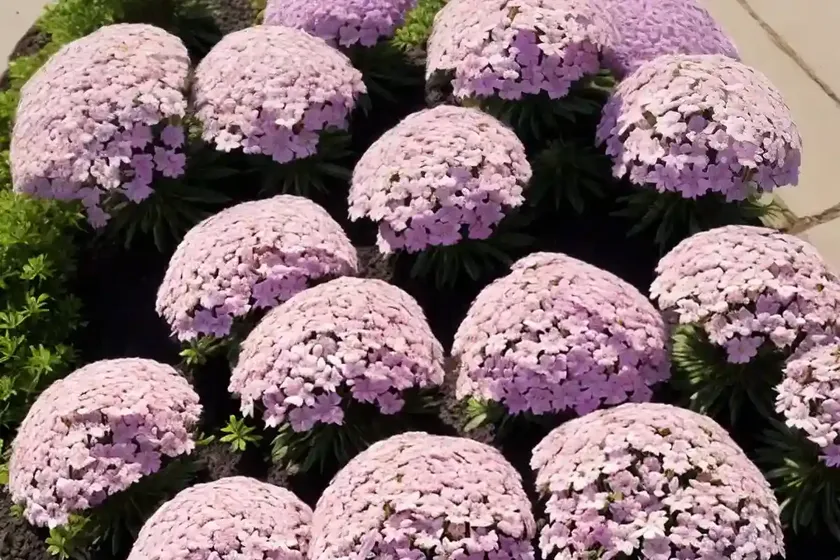 Creeping phlox (phlox subulata ‘candy stripe’) — photo 2