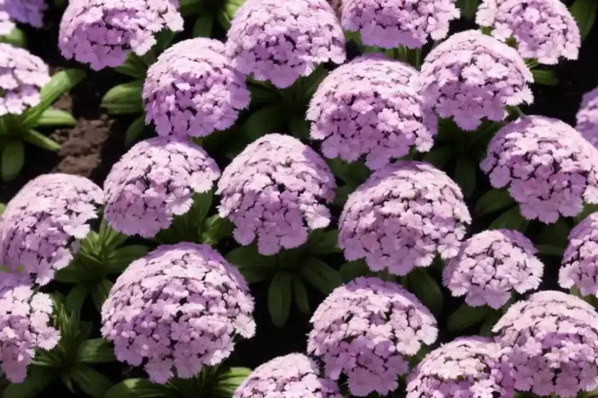 Creeping phlox (phlox subulata ‘candy stripe’) — photo 3