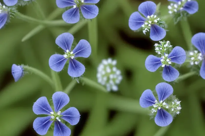 Creeping speedwell, slender speedwell (veronica filiformis) — photo 3