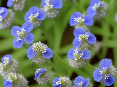 Creeping Speedwell, Slender Speedwell (Veronica Filiformis)