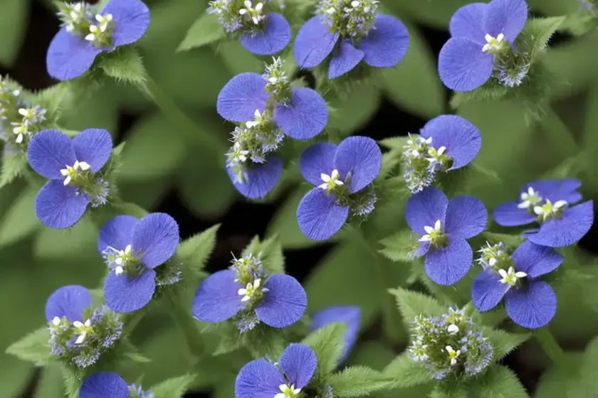 Creeping speedwell (veronica repens ‘sunshine’) — photo 2