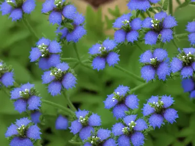 Creeping Speedwell (Veronica Repens ‘Sunshine’)