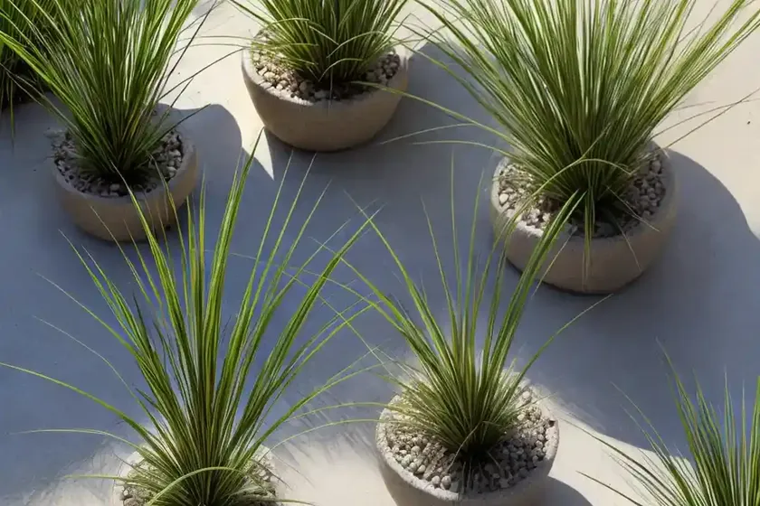 Creeping spike rush (eleocharis palustris) — photo 2