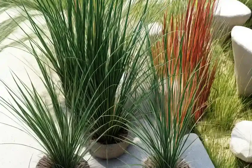 Creeping spike rush (eleocharis palustris) — photo 3