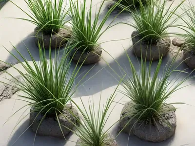 Creeping Spike Rush (Eleocharis Palustris)