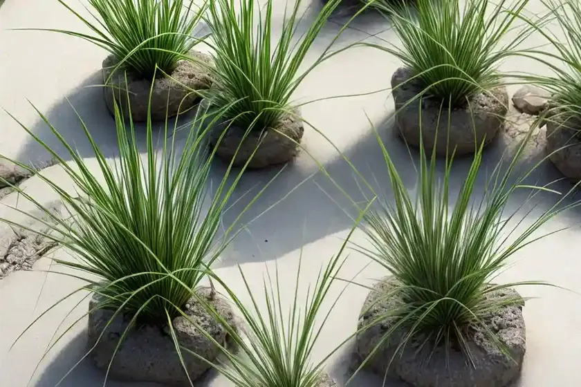 Creeping spike rush (eleocharis palustris)