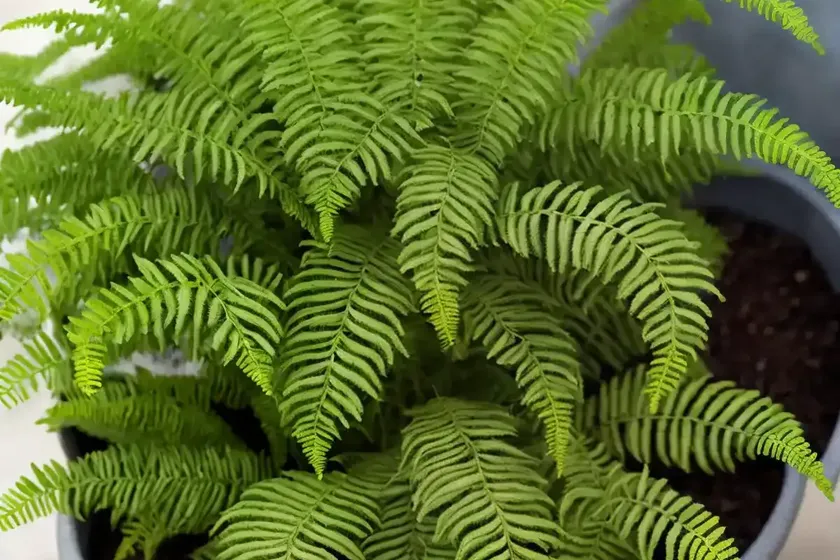 Creeping strapfern (campyloneurum repens) — photo 2