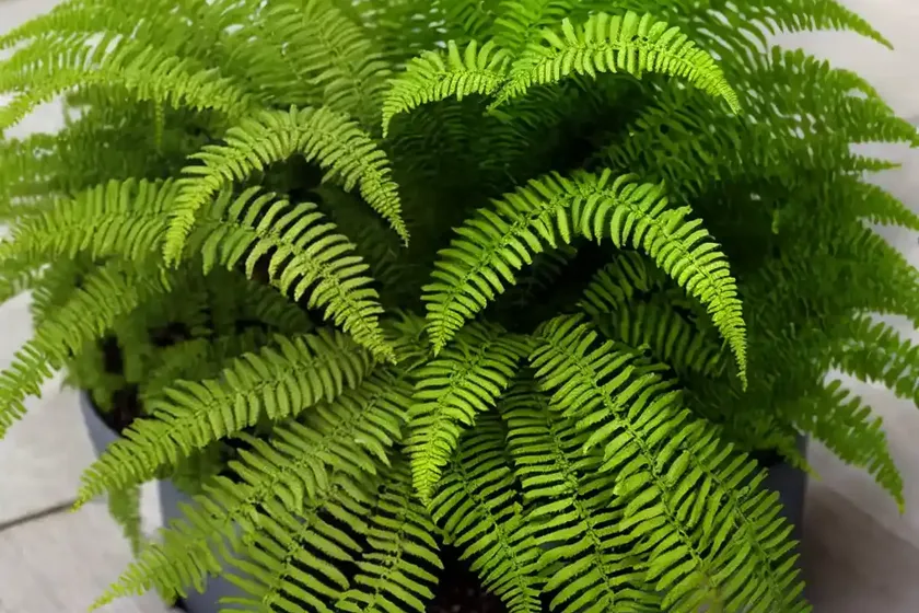 Creeping strapfern (campyloneurum repens) — photo 3