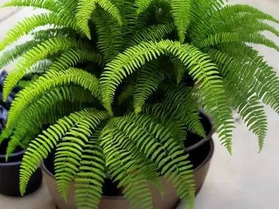 Creeping Strapfern (Campyloneurum Repens)
