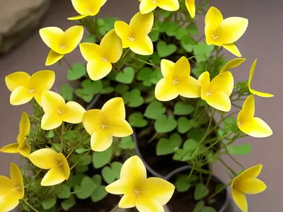 Creeping Yellow Woodsorrel (Oxalis Corniculata)