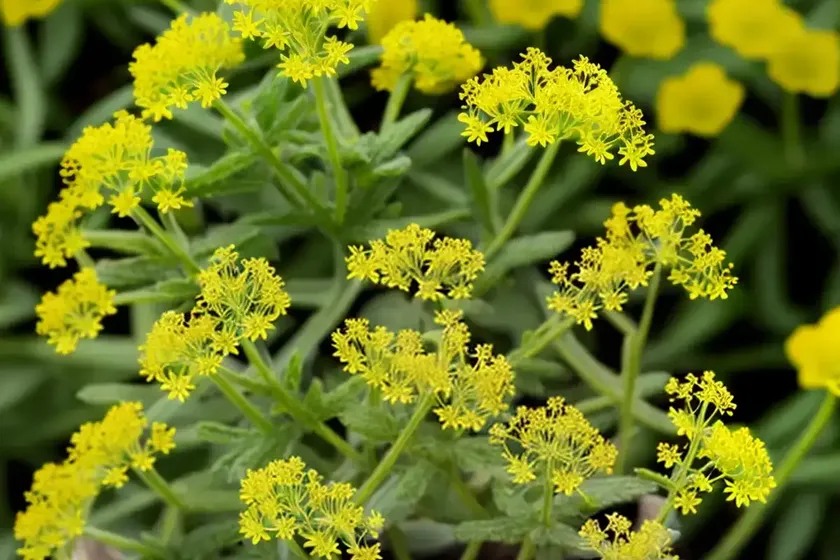 Creeping yellowcress (rorippa sylvestris) — photo 2