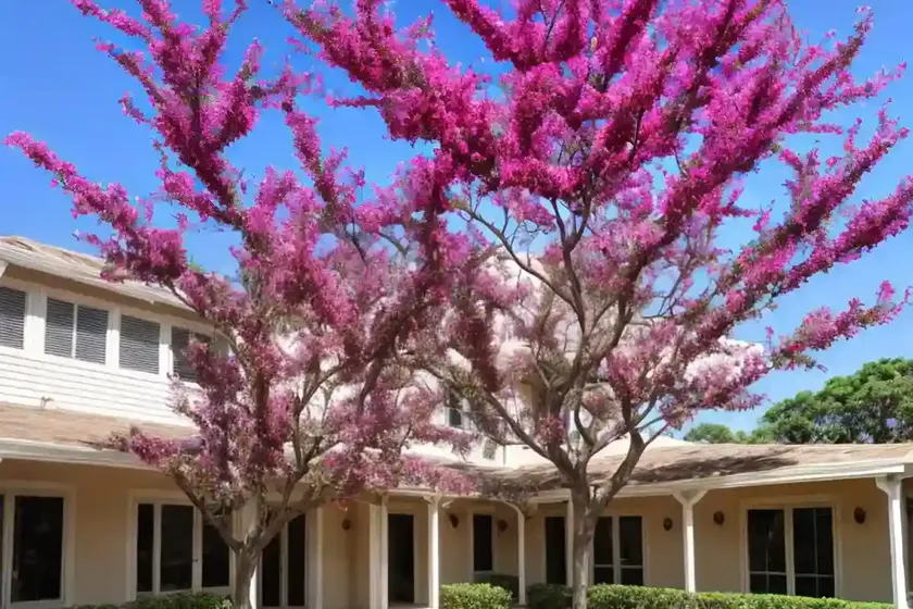 Crepe-myrtle (lagerstroemia indica) — photo 2