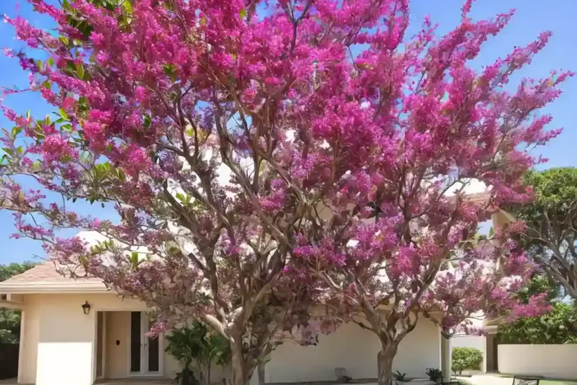 Crepe-myrtle (lagerstroemia indica) — photo 3