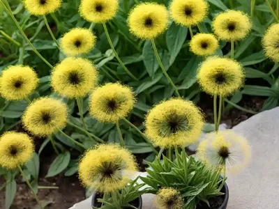 Crepis Capillaris (Smooth Hawksbeard)