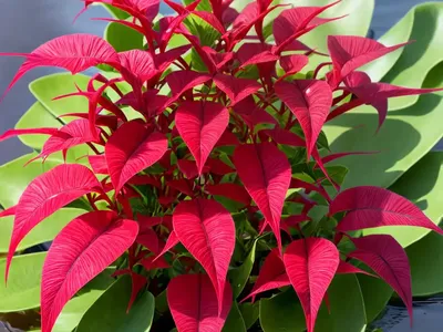 Crested Dock (Rumex Cristatus)