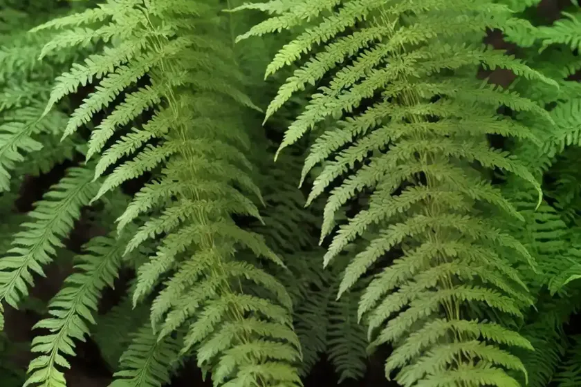 Cretan brake fern pteris cretica (pteris cretica ) — photo 2