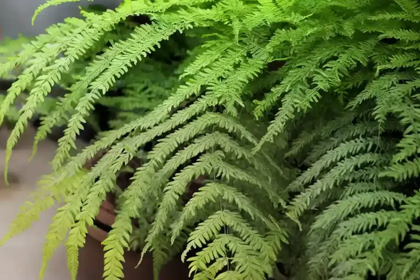 Cretan brake fern pteris cretica (pteris cretica ) — photo 3