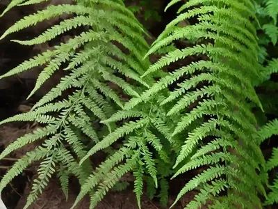 Cretan Brake Fern Pteris Cretica (Pteris Cretica )