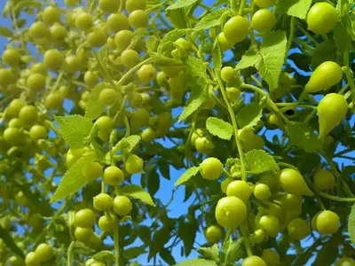Cretan Bryony (Bryonia Dioica)
