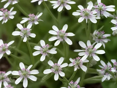 Cretan Catchfly (Silene Cretica)