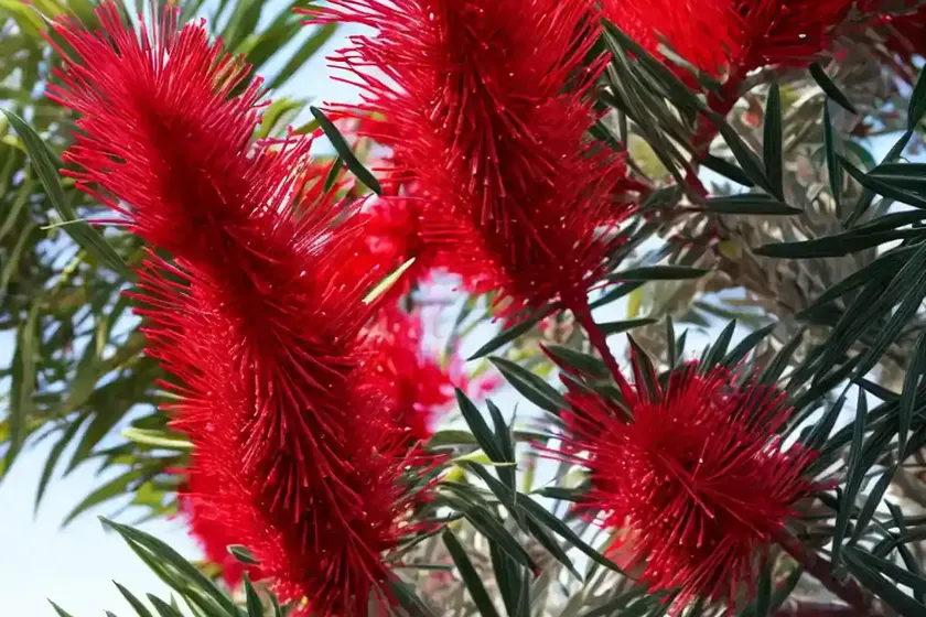 Crimson Bottlebrush (Callistemon Citrinus) — photo 2