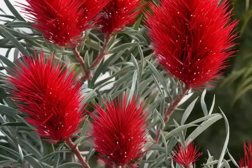 Crimson Bottlebrush (Callistemon Citrinus) — photo 3