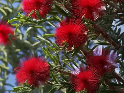 Crimson Bottlebrush (Callistemon Citrinus)
