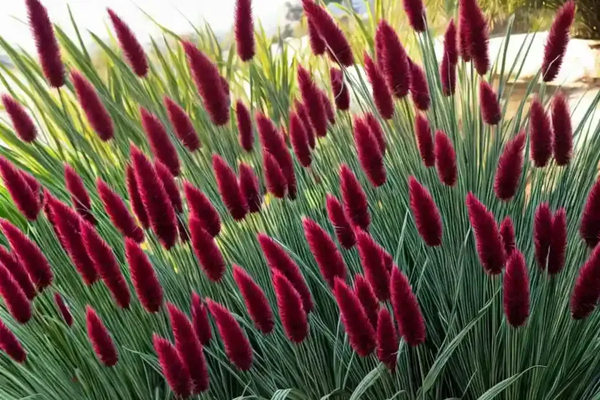 Crimson Fountaingrass (Pennisetum Setaceum) — photo 2