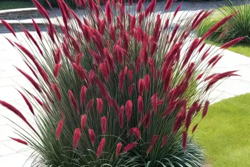 Crimson Fountaingrass (Pennisetum Setaceum) — photo 3