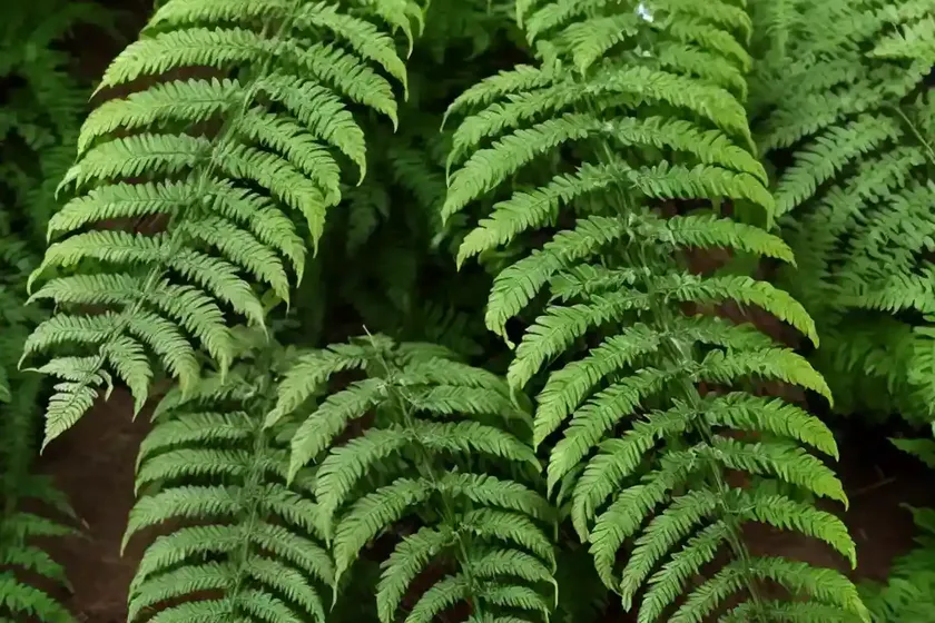 Crinkle leaf sword fern (nephrolepis exaltata) — photo 2